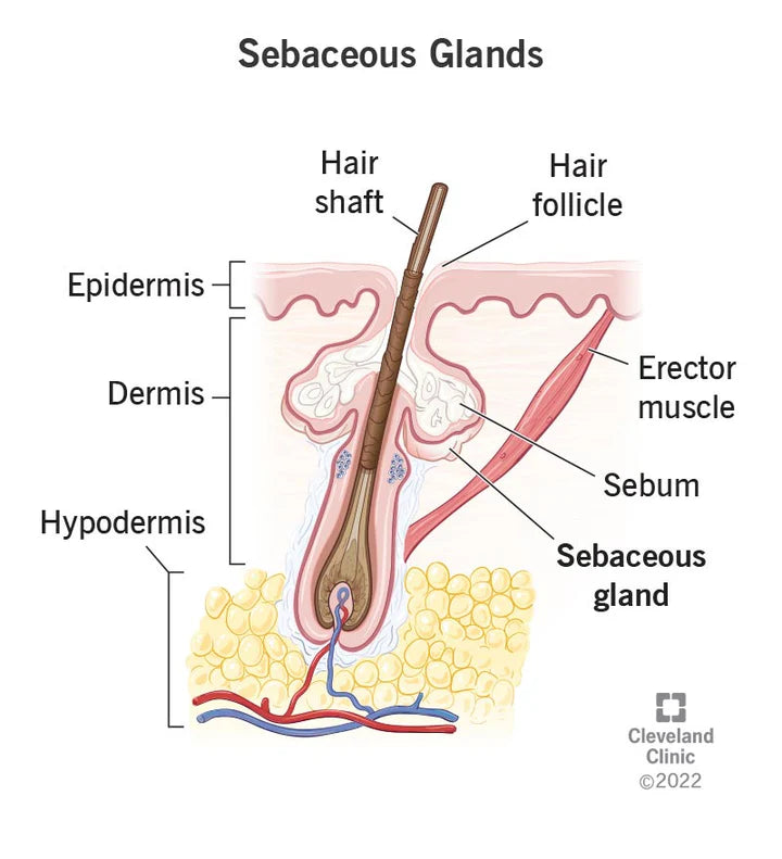 Squalane: Sebum Lipid – Carmell Cosmetics